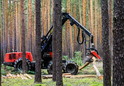 Image about forestry